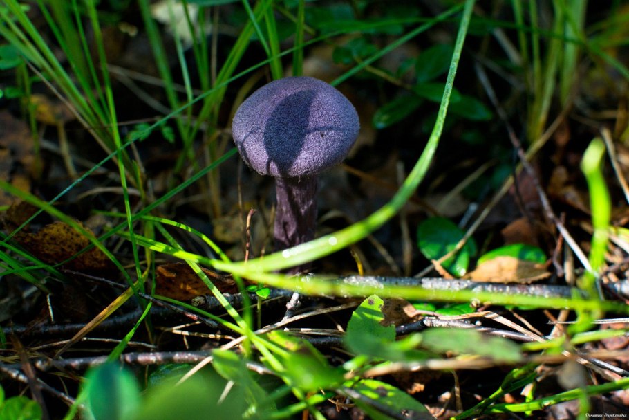 Паутинник фиолетовый (Cortinarius violaceus)