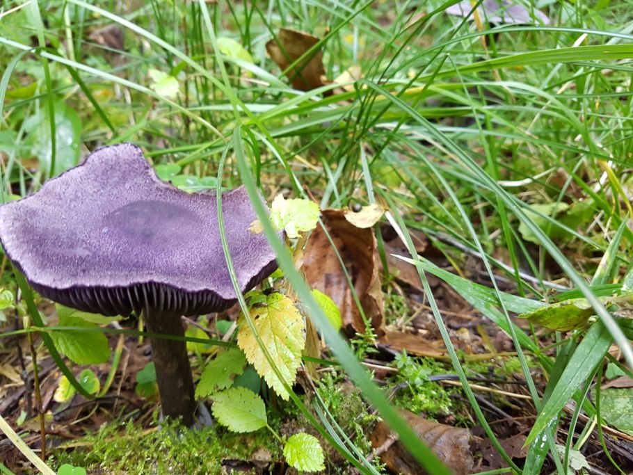 Паутинник зеленый