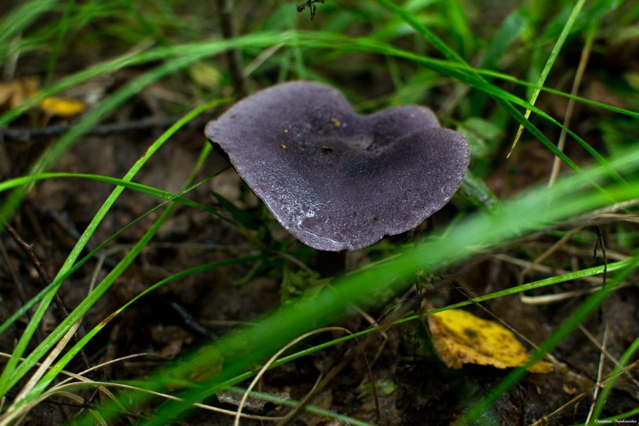Паутинник фиолетовый (Cortinarius violaceus)