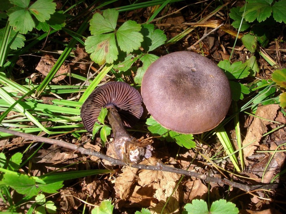 Cortinarius violaceus грибы Сибири