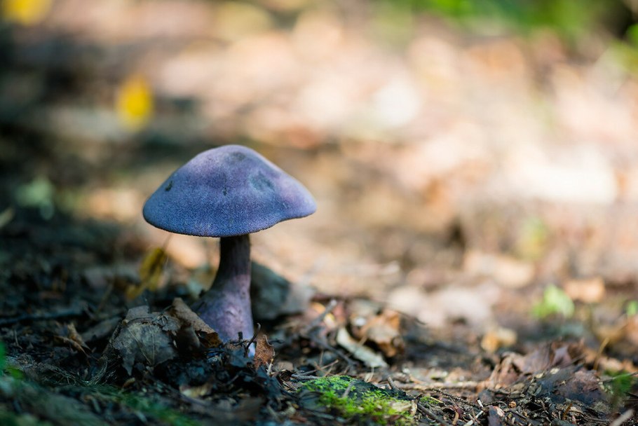 Паутинник фиолетовый ложный