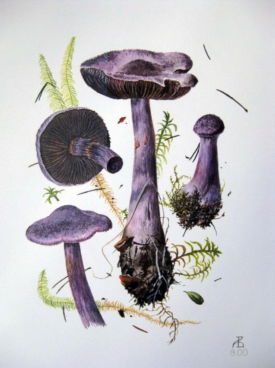 Паутинник фиолетовый гриб