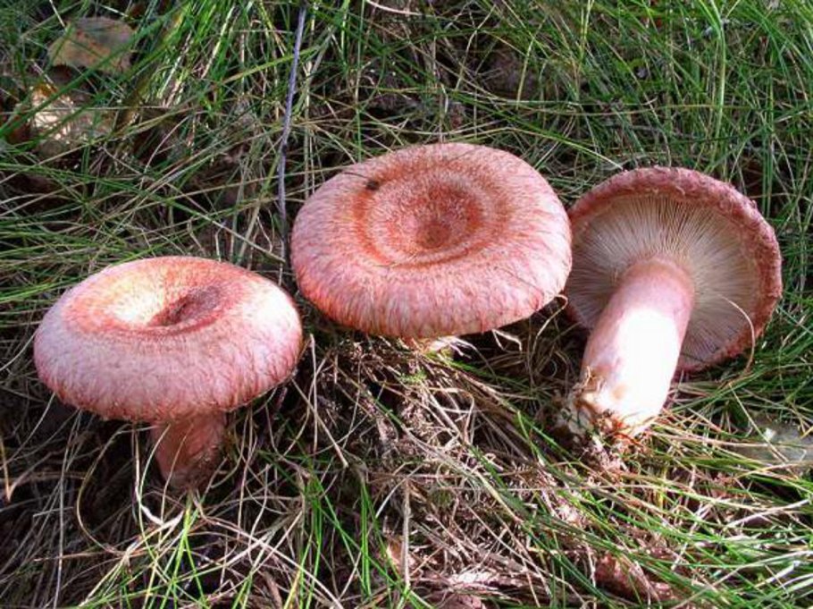 Lactarius torminosus – волнушка
