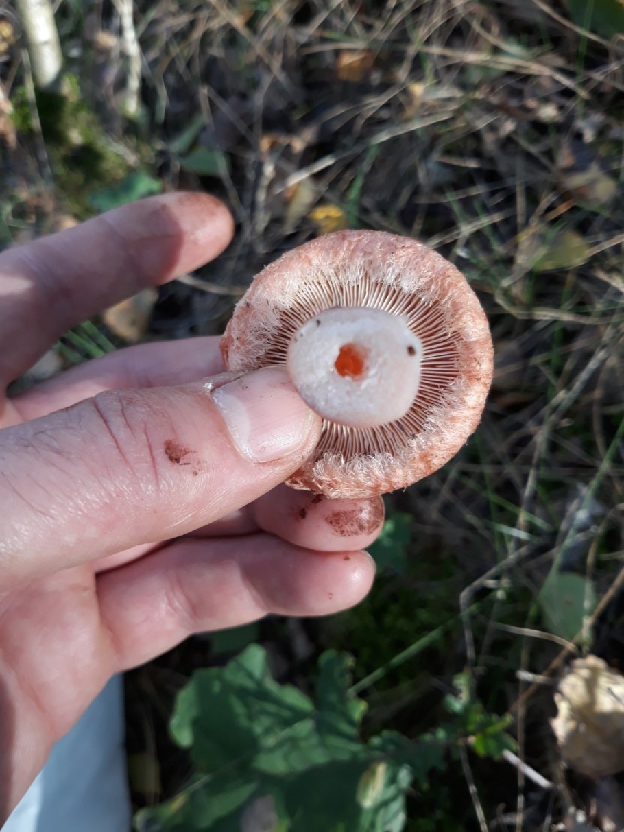 Волнушка гриб волнушка