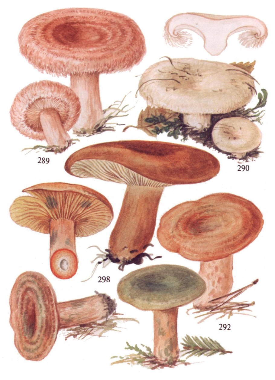 Волнушки грибы