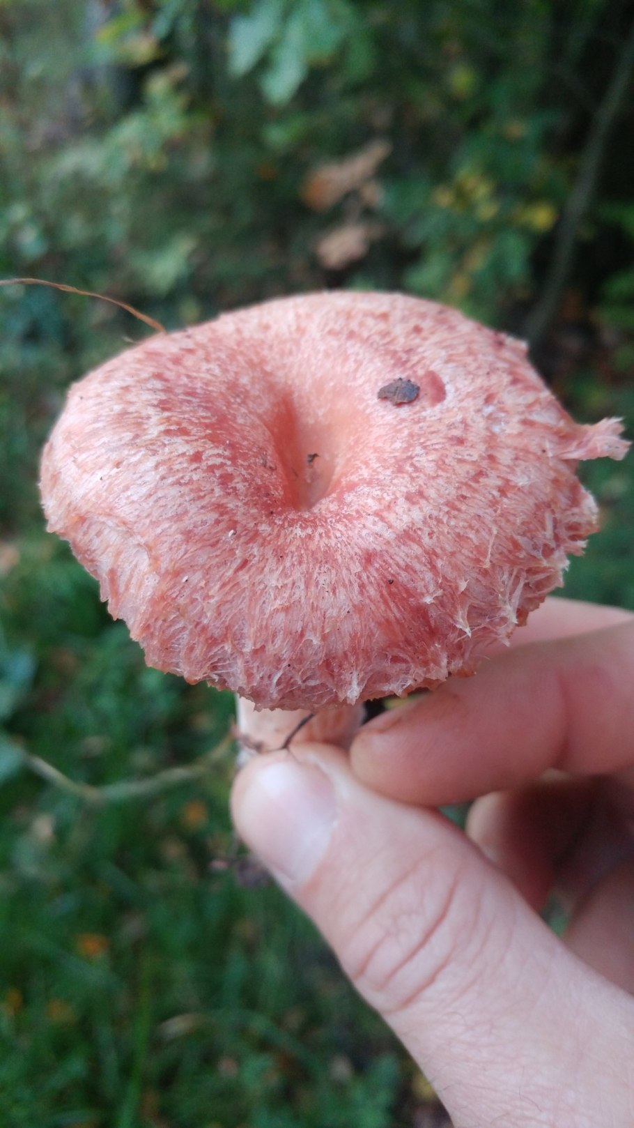 Волнушка гриб волнушка