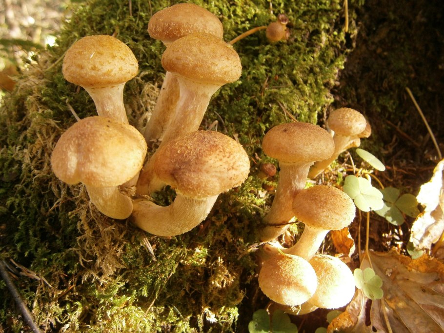 Грибы опята волнушки