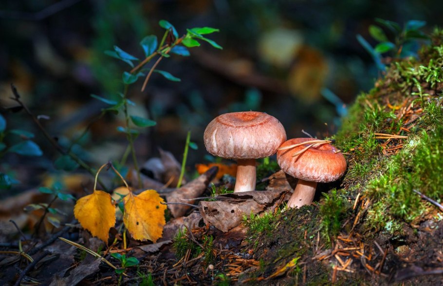 Волнушки грибы