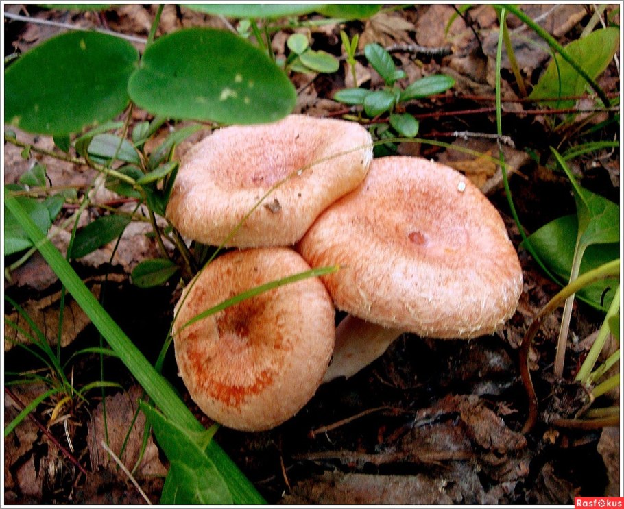 Волнушка обыкновенная