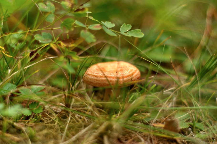 Волнушка трава