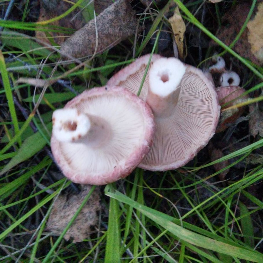 Волнушки грибы