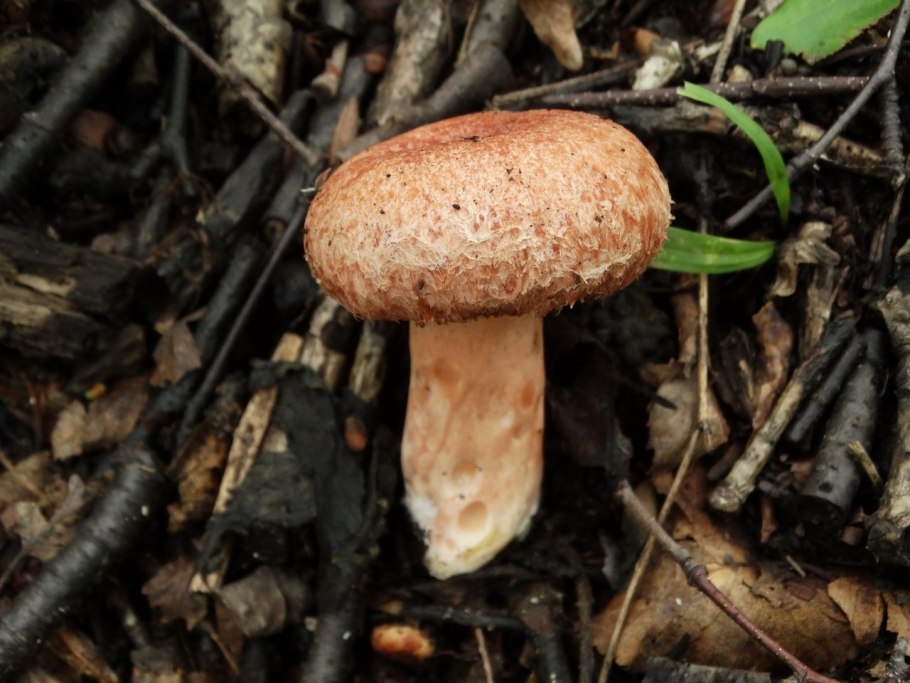 Рыжик гриб съедобный