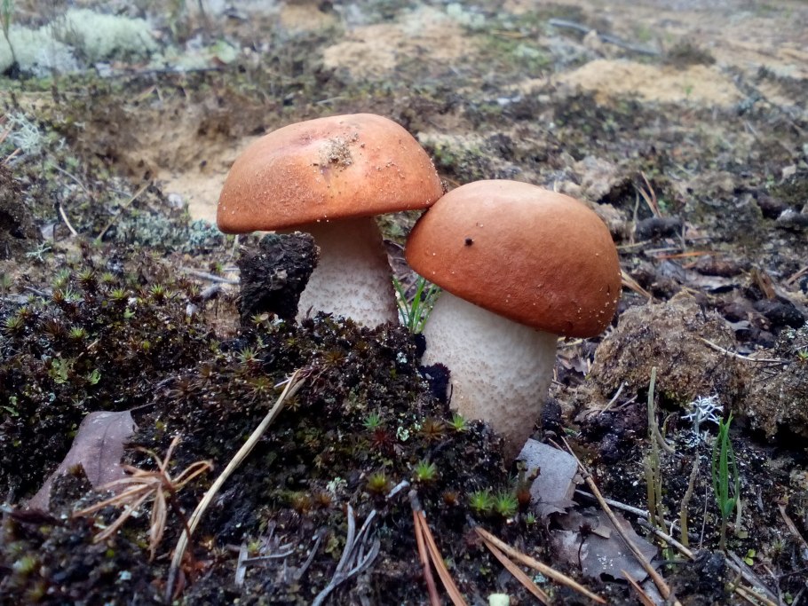 Грибы белый Лисичка мухомор подосиновик