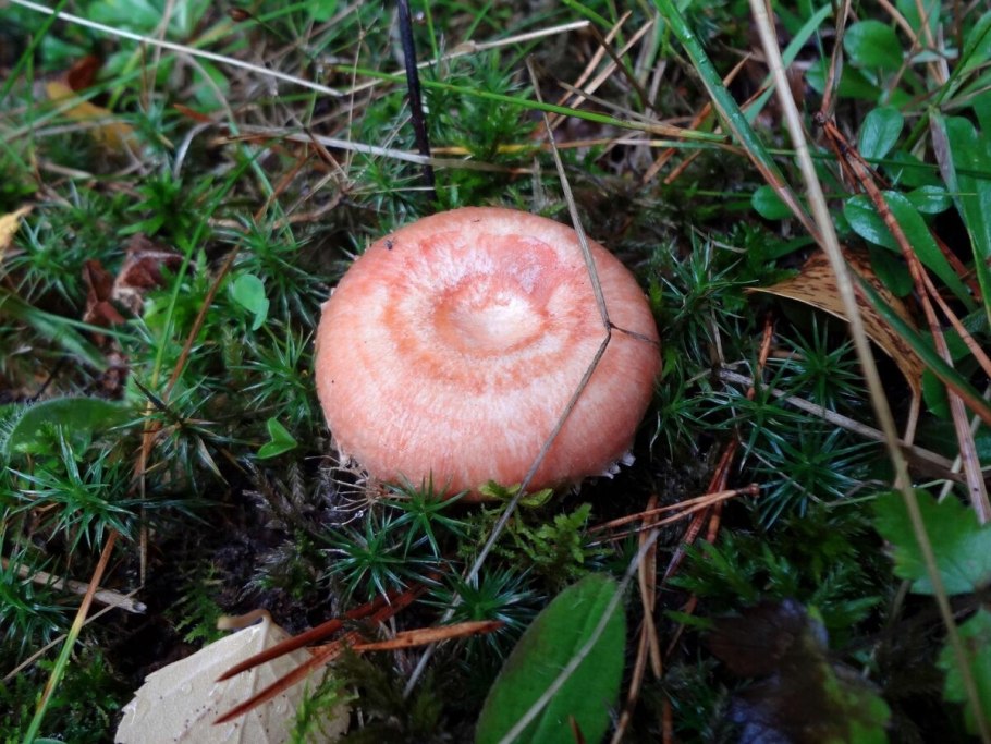 Гриб волнушка розовая