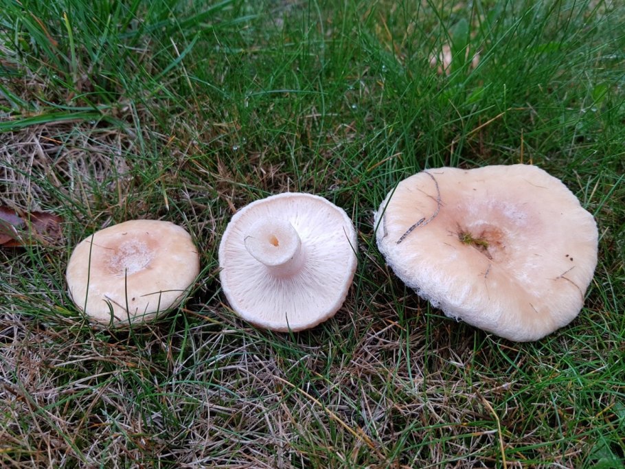 Волнушка белая Lactarius pubescens