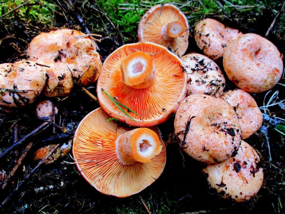 Рыжик сосновый боровой lactarius deliciosus