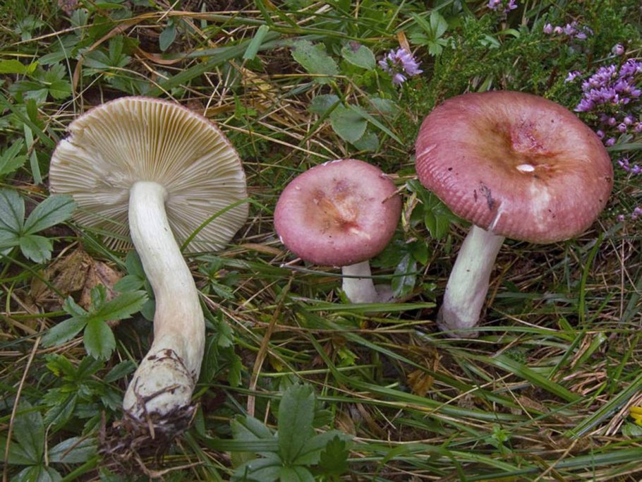 Сыроежки, рыжики волнушки горькушки