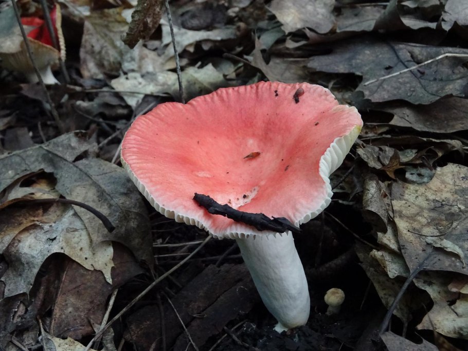 Отряд Сыроежковые грибы