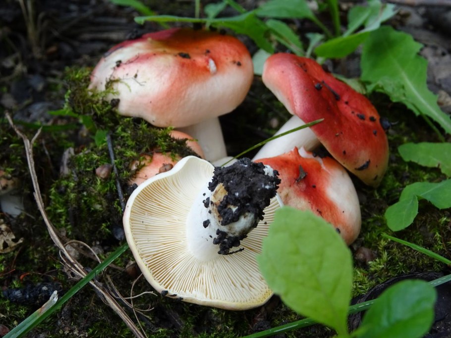 Russula cerolens