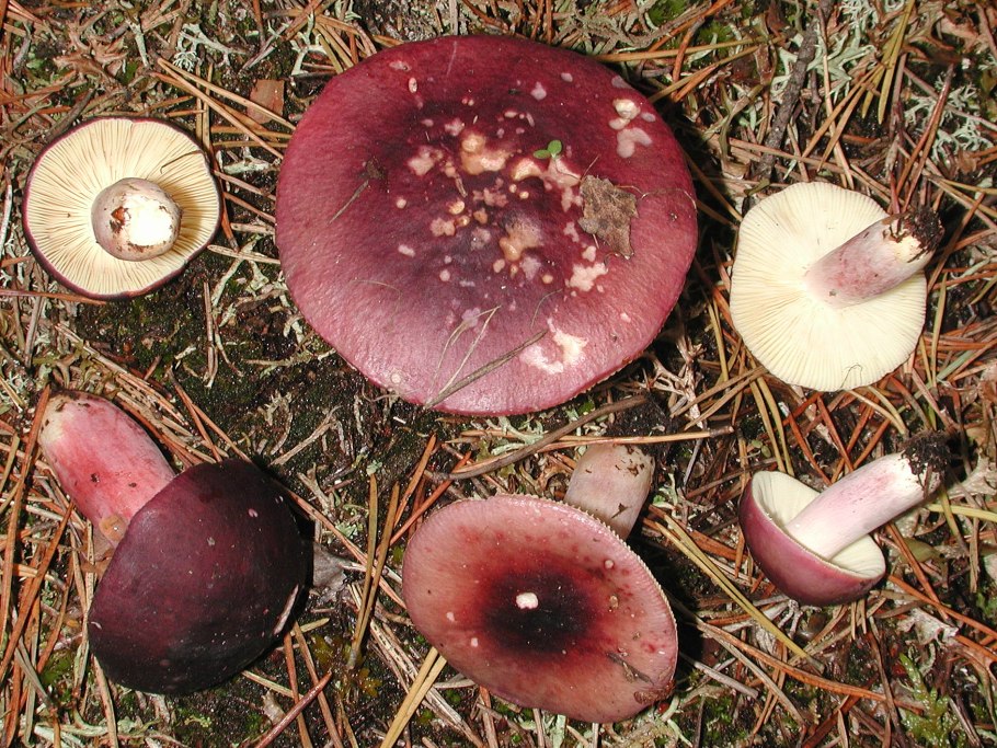 Сыроежка сардониксовая Russula Sardonia