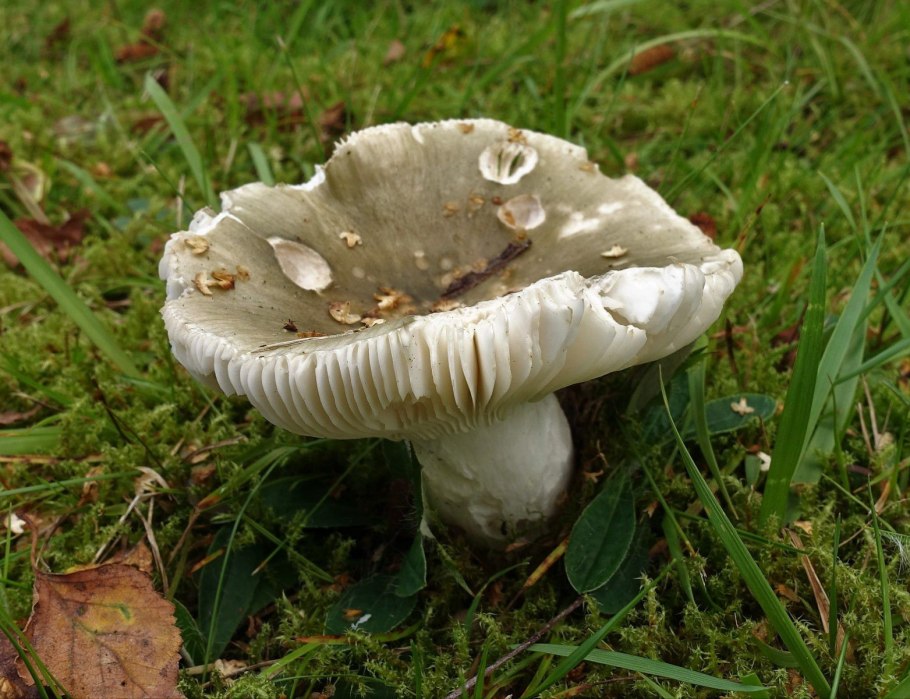 Сыроежка волнистая Russula bresadolae
