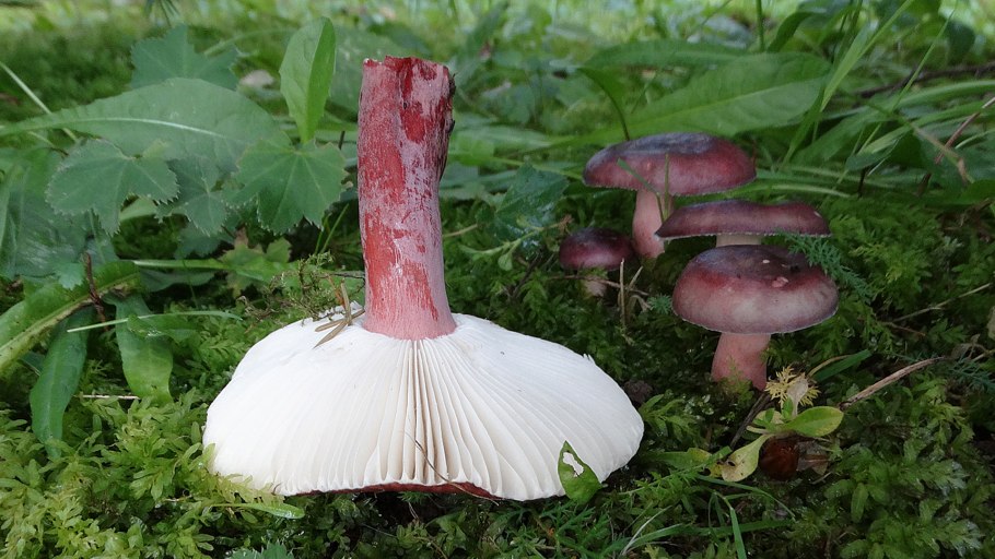 Сыроежка Плешакова