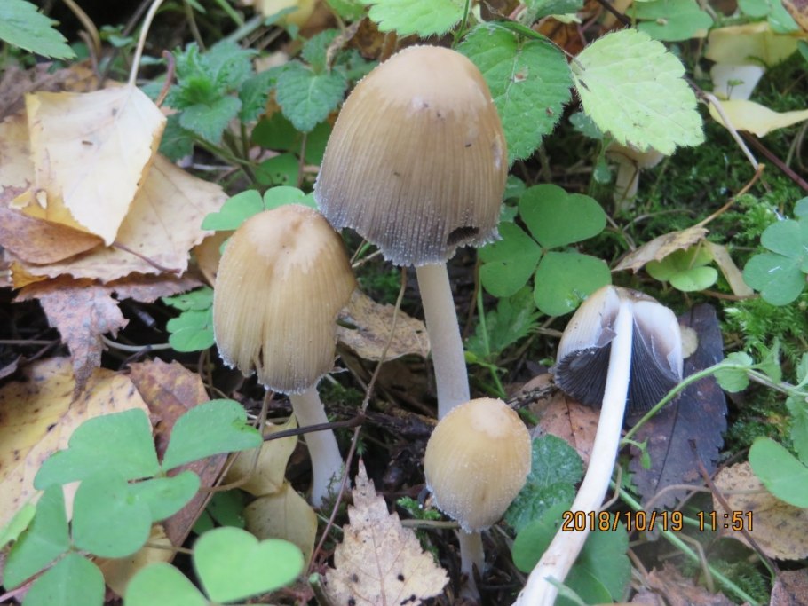 Навозник рассеянный Coprinellus disseminatus