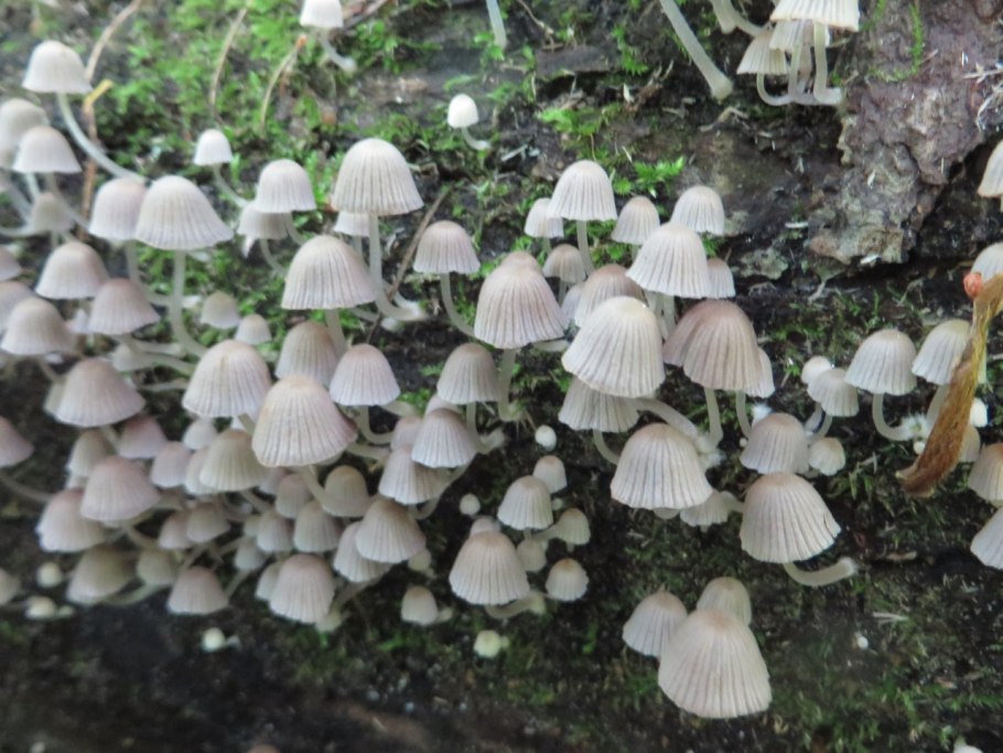Навозник белый Coprinus comatus
