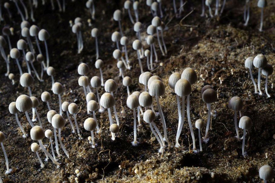 Навозник обыкновенный (Coprinopsis cinerea)
