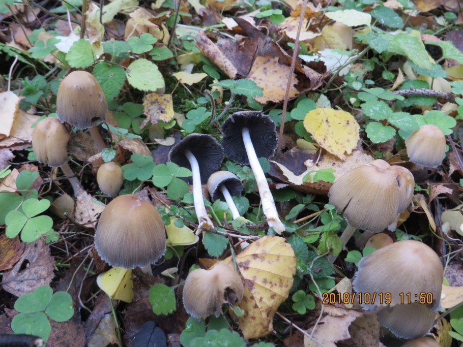 Навозник мерцающий Coprinellus micaceus автолиз