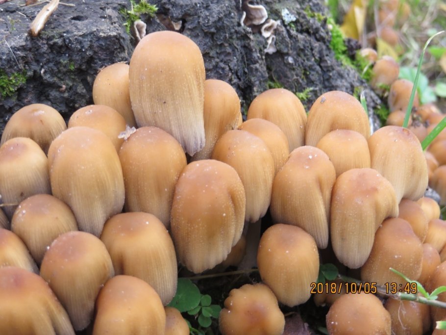 Coprinus micaceus псилоцибин