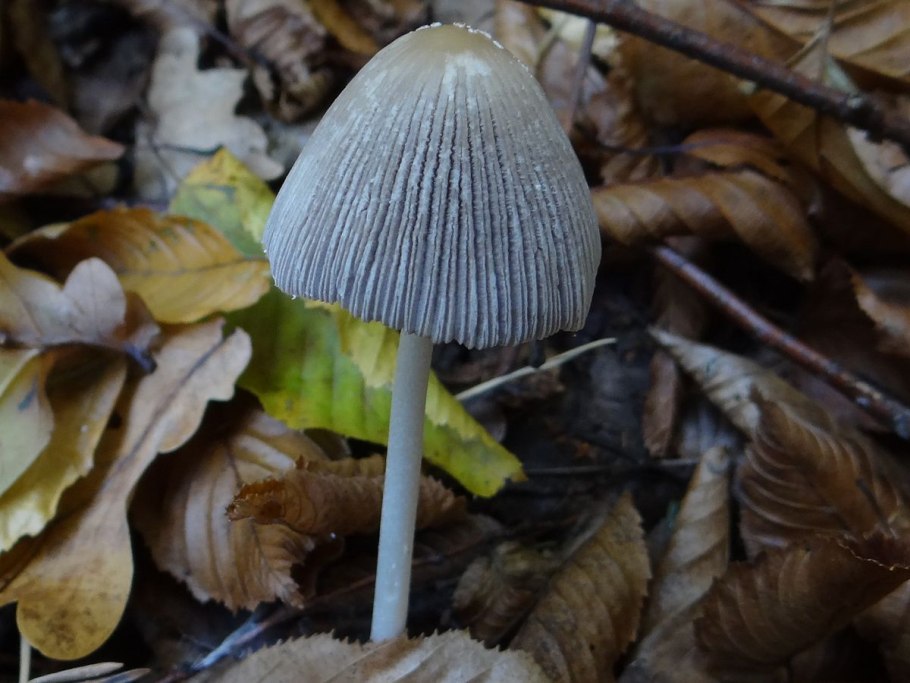 Навозник мерцающий Coprinellus micaceus автолиз