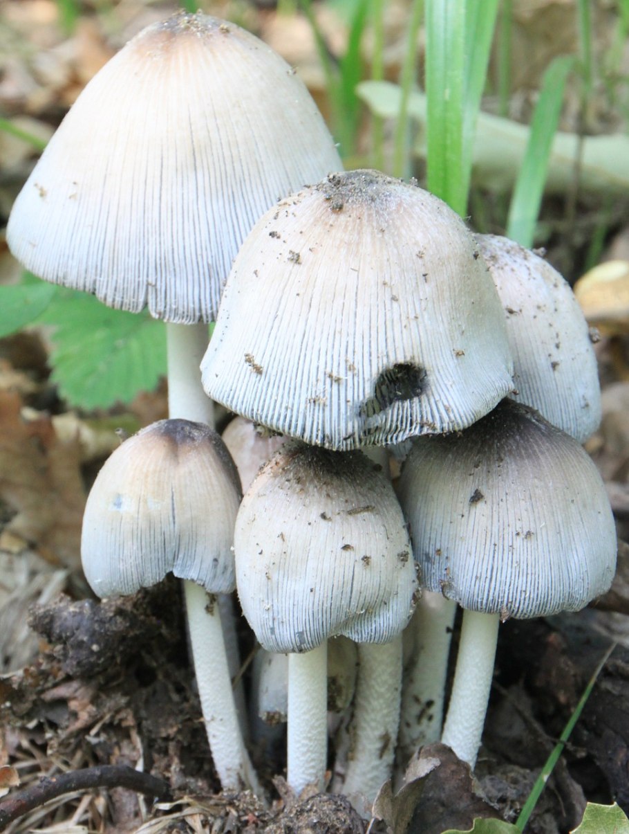 Coprinus Niveus