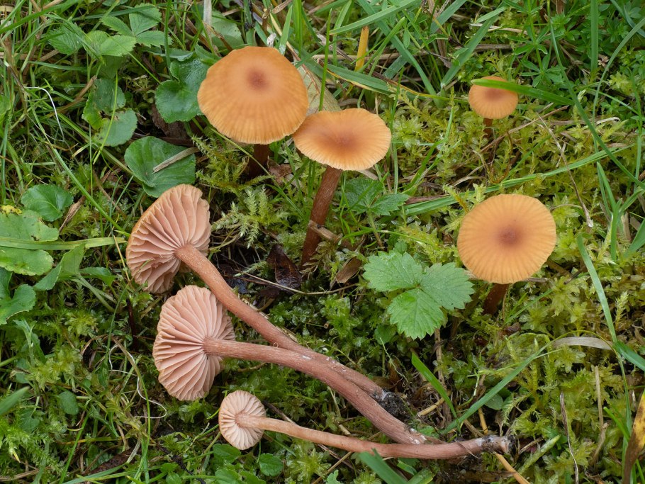 Лаковица Аметистовая Laccaria amethystina