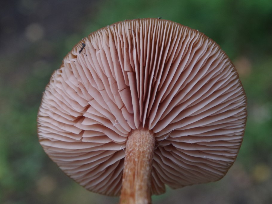 Laccária грибы Сибири