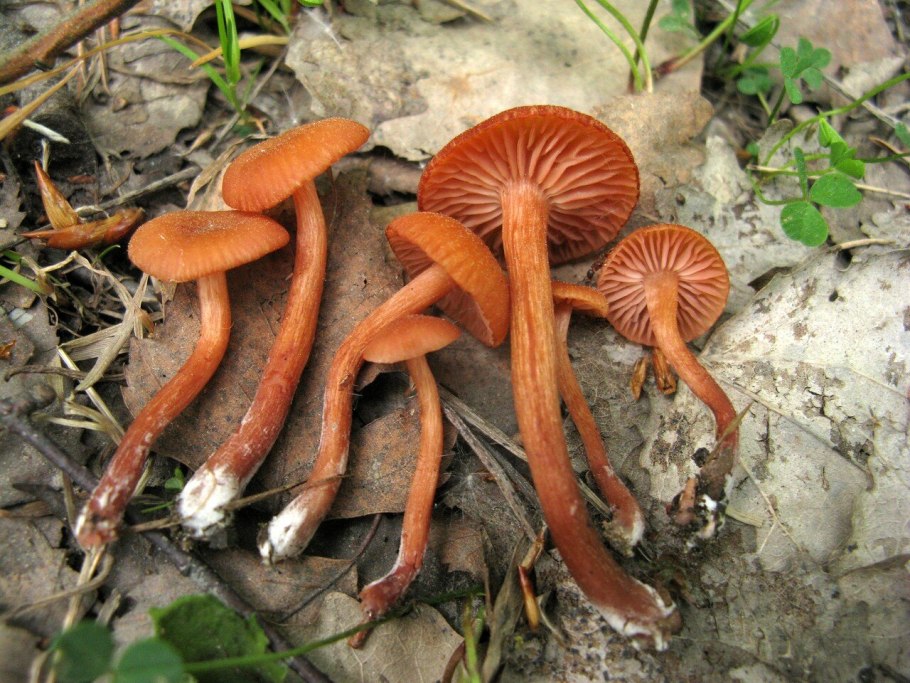 Лаковица изогнутая