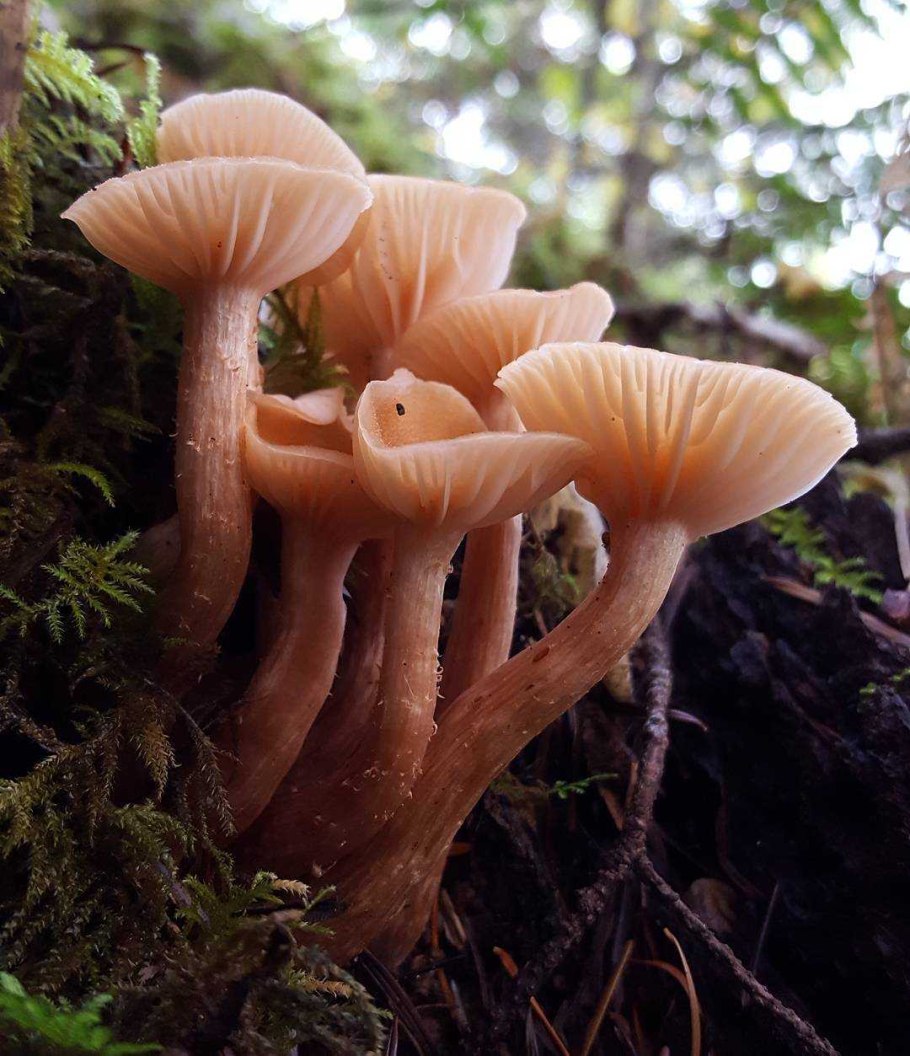 Краснушка (Lactarius subdulcis).