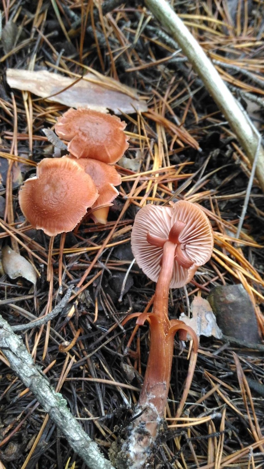 Гриб лаковица двухцветная