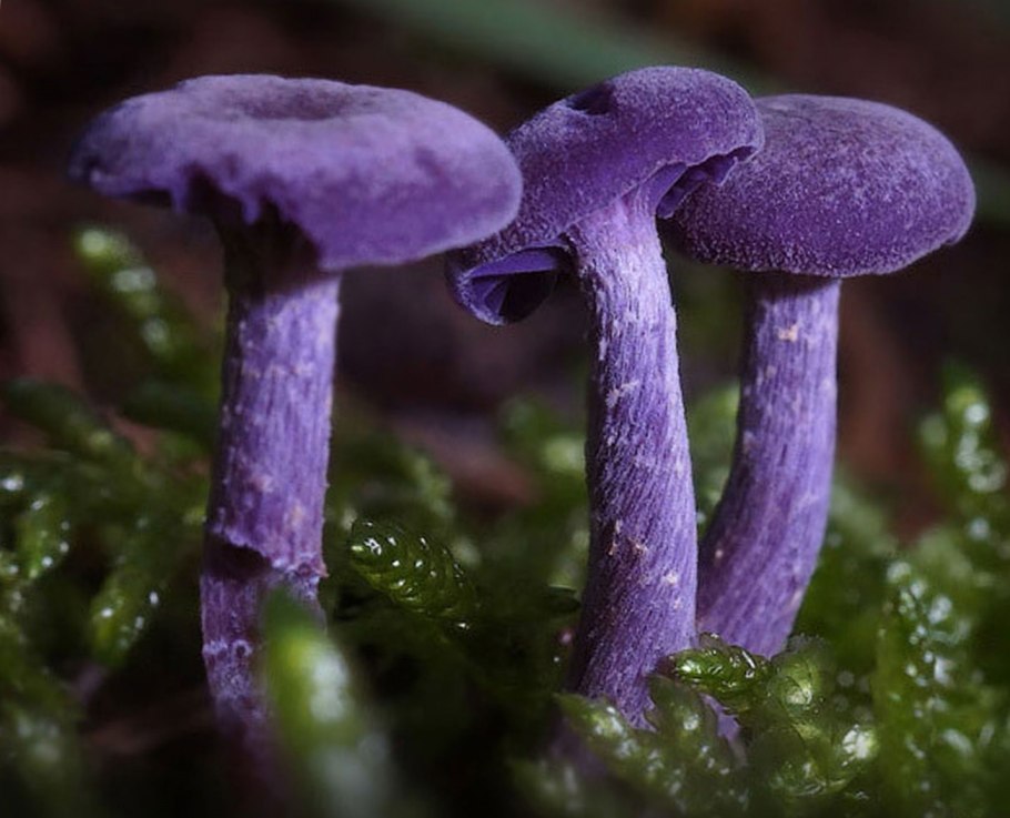 Laccaria amethystina