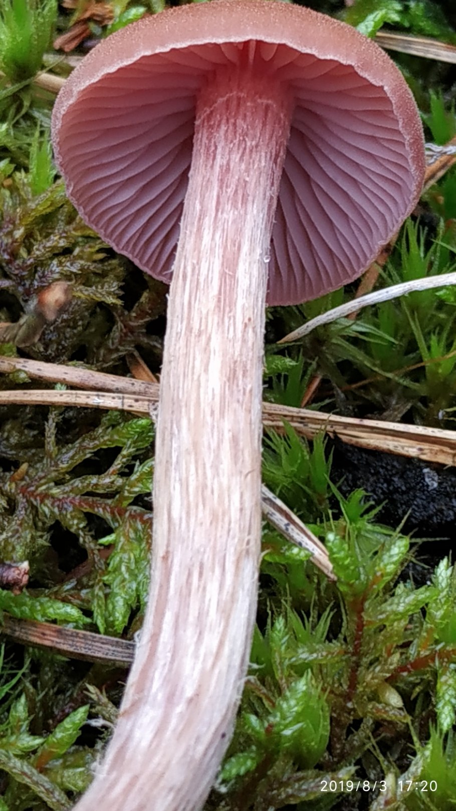 Лаковица двухцветная съедобные?