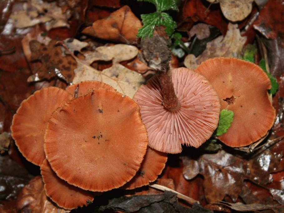 Лаковица Аметистовая