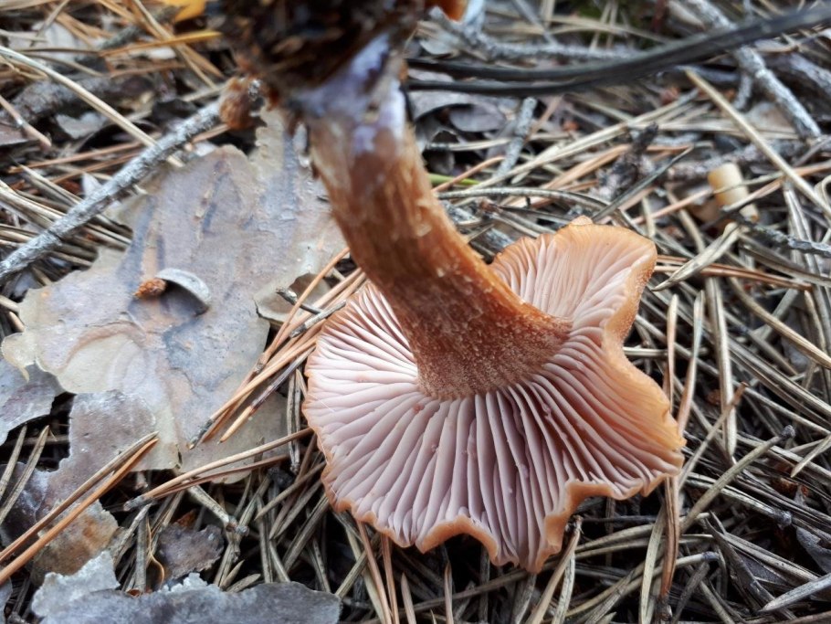 Паутинник фиолетовый