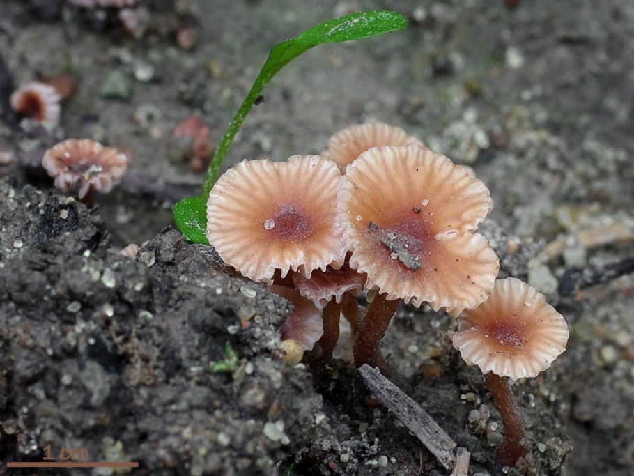 Лаковица Аметистовая / Amethyst Deceiver