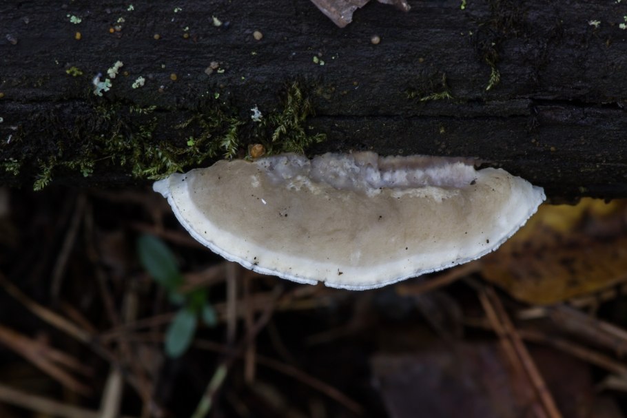 Постия Вяжущая postia stiptica