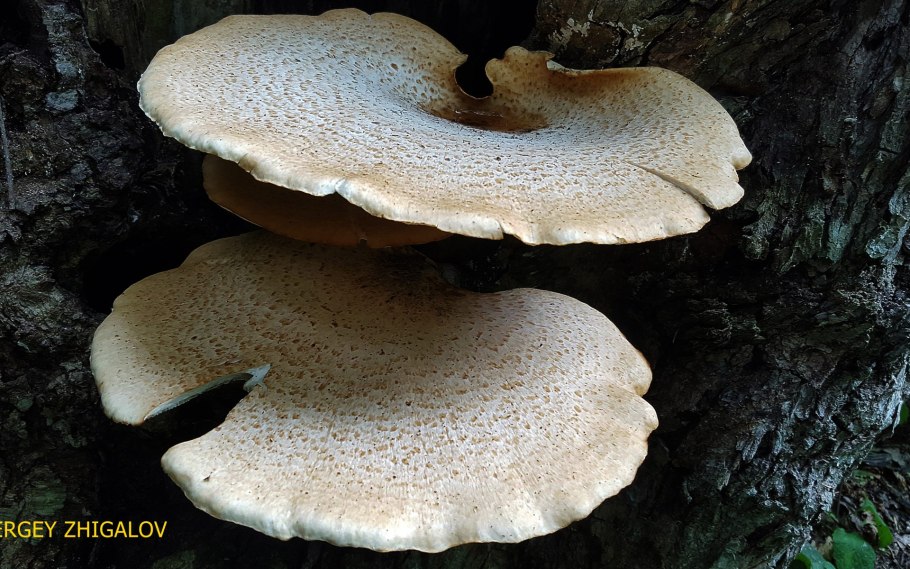 Трутовик чешуйчатый (Cerioporus squamosus)