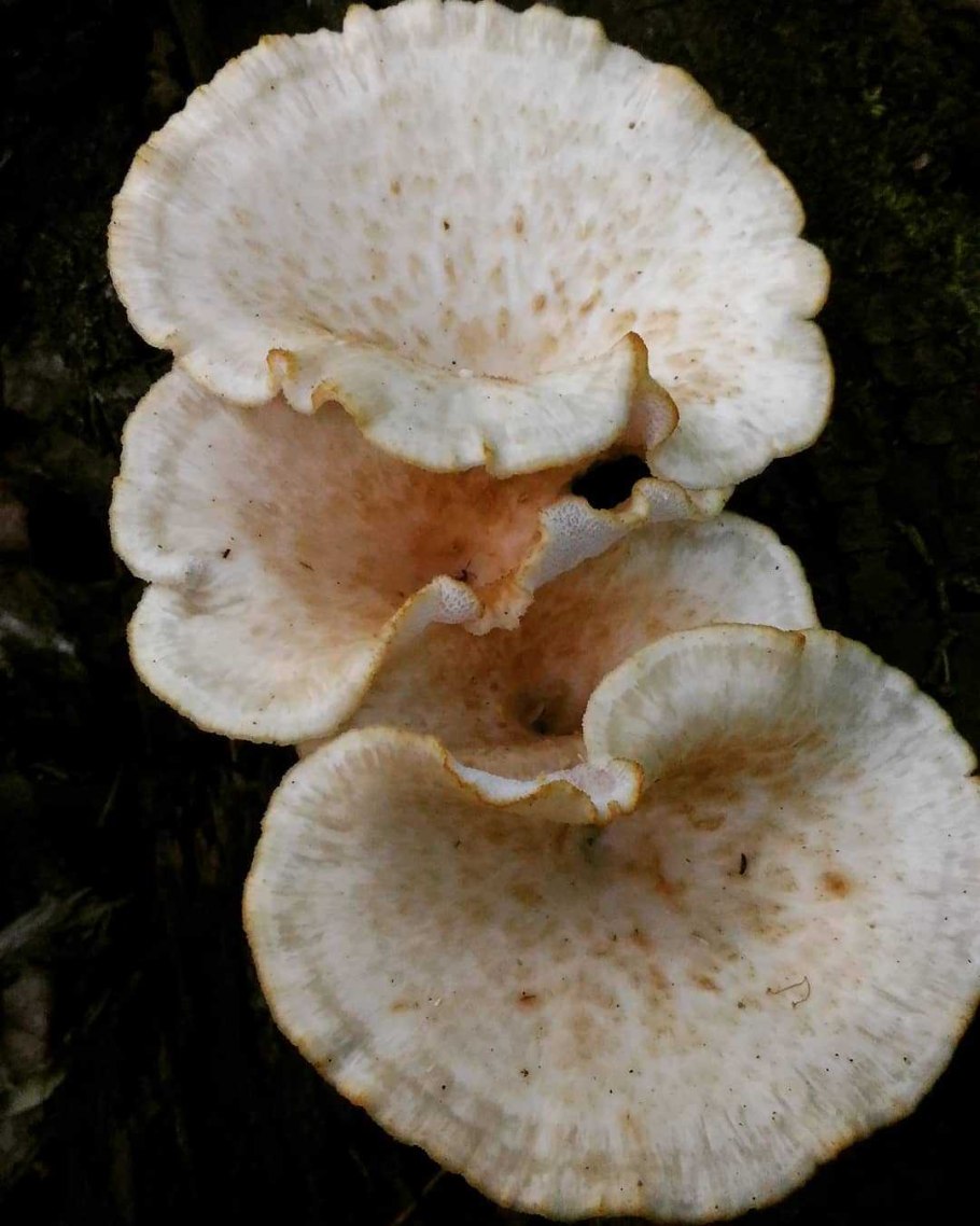 Трутовик ежовик