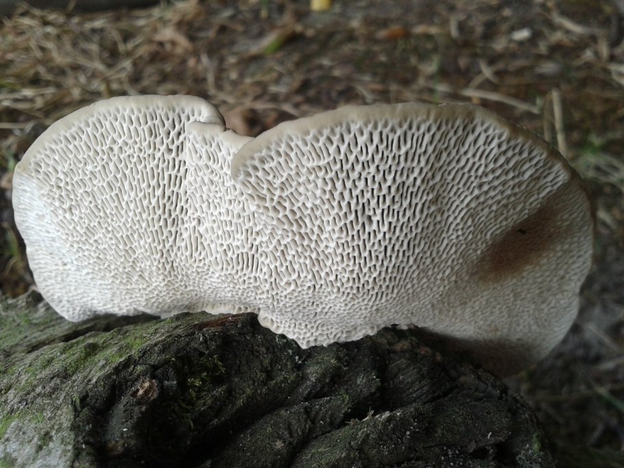 Бьеркандера опалённая