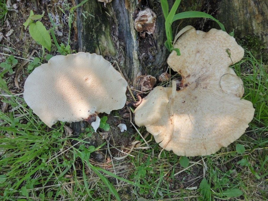 Трутовик чешуйчатый