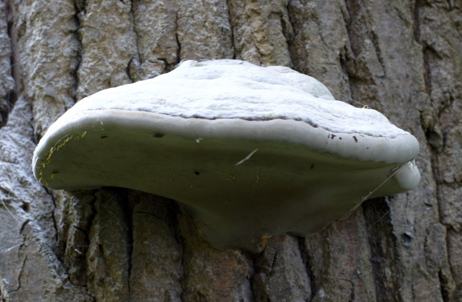 Трубчатый гименофор трутовика