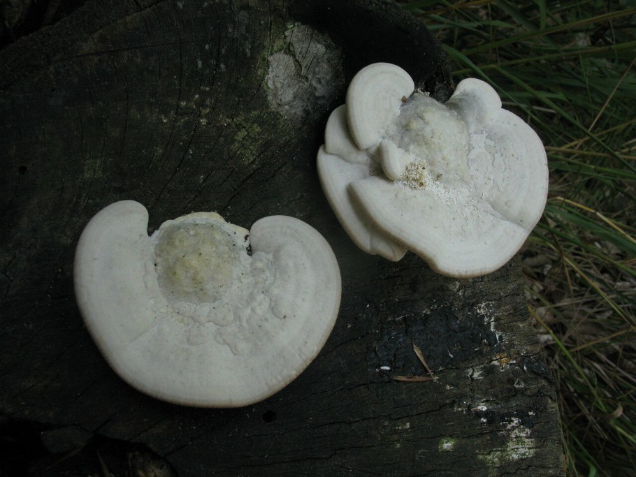 Гриб трутовик белый